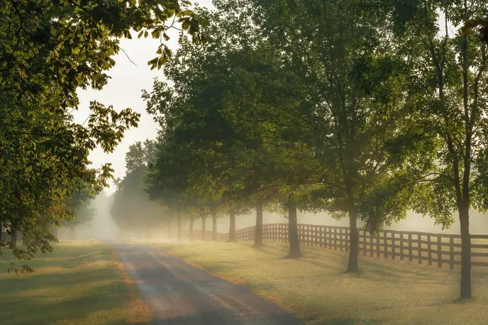 Framed Print : Roadway and fences on horse farm at sunrise on foggy morning, Oldham County, Kentucky