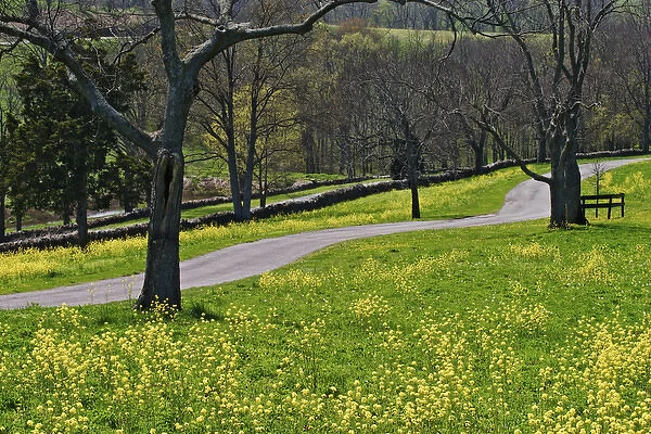 Roadway through mustard flowers, Shaker Village of Pleasant Hill, Kentucky