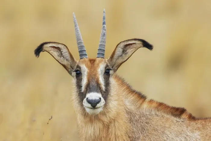 Framed Print : Roan antelope female, close-up portrait in southern Africa Framed Print : Roan antelope female, close-up portrait in southern Africa