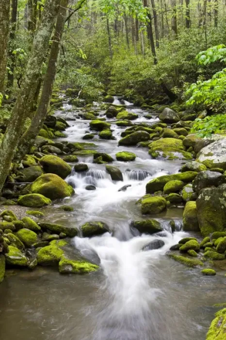 Framed Print : Roaring Fork in spring along Roaring Fork Motor Trail, Great Smoky Mountains National Park Framed Print : Roaring Fork in spring along Roaring Fork Motor Trail, Great Smoky Mountains National Park