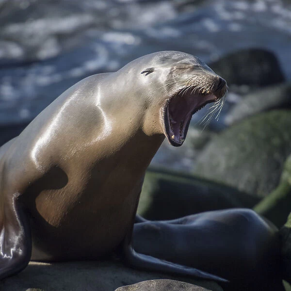 Roaring sea lion on the rocks off the Pacific Ocean
