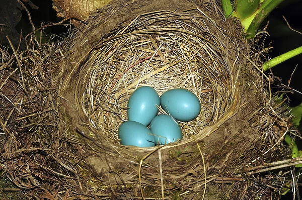 Robins Eggs, backyard, Portland, Oregon, USA