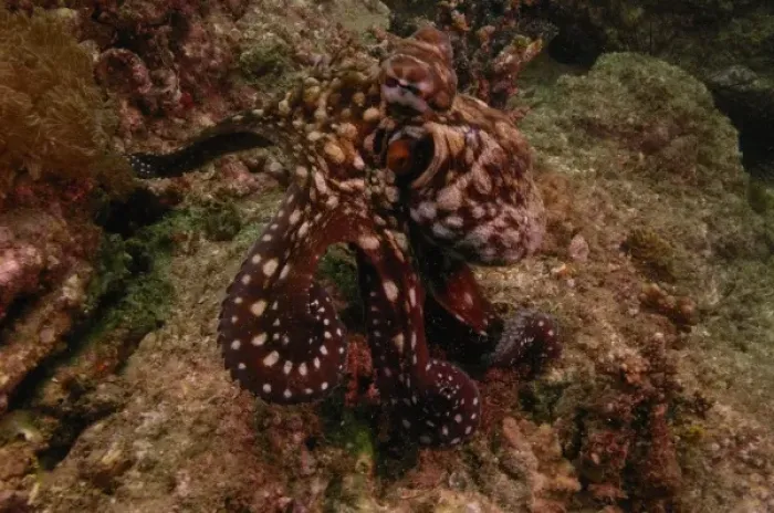 Framed Print : Robust Day Octopus (Octopus cyanea) North Stradbroke Island, off of Queensland coast