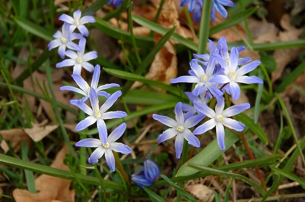 Rochester, New York, blue wildflower
