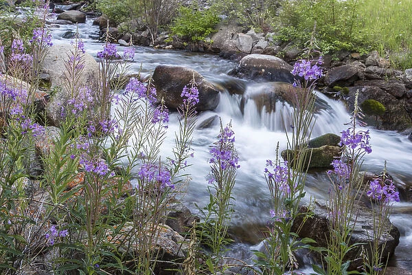 Rock Creek in the Pioneer Mountains of the Beaverhead-Deer Lodge National Forest