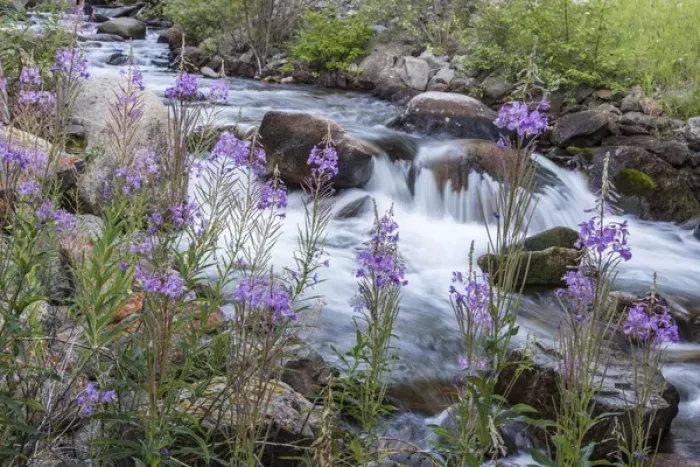 Framed Print : Rock Creek in the Pioneer Mountains of the Beaverhead-Deer Lodge National Forest