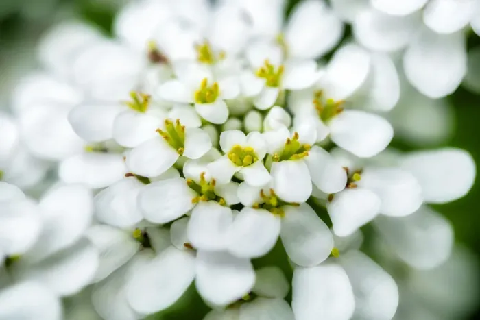 Framed Print : Rock cress, USA Framed Print : Rock cress, USA