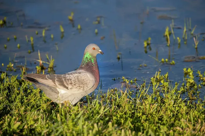 Framed Print : Rock dove drinking