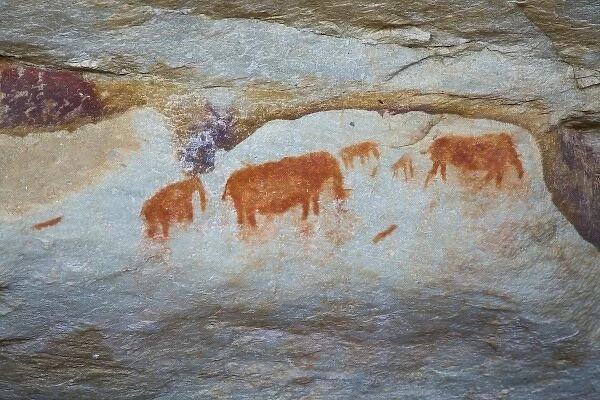 Rock paintings made by San Bushmen at Bushmans Kloof in Western Cape Province, South Africa