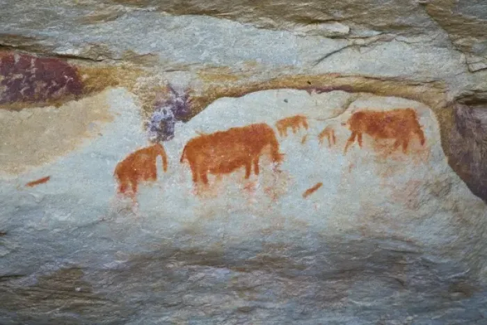 Framed Print : Rock paintings made by San Bushmen at Bushmans Kloof in Western Cape Province, South Africa Framed Print : Rock paintings made by San Bushmen at Bushmans Kloof in Western Cape Province, South Africa