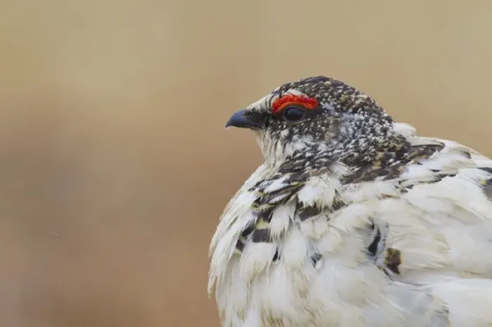 Framed Print : Rock Ptarmigan