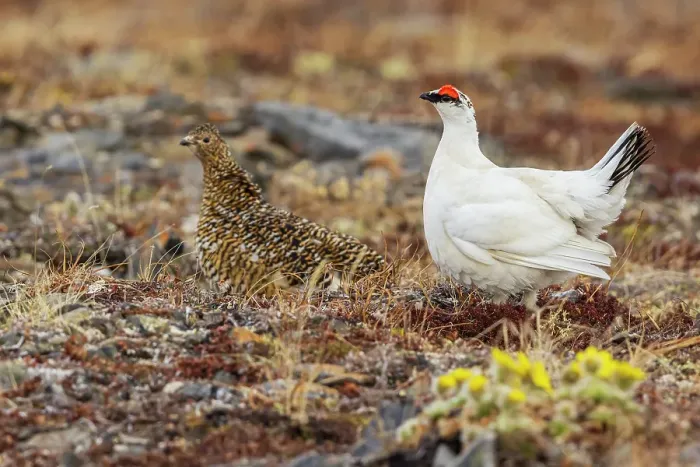 Framed Print : Rock ptarmigan pair, male courting hen on the arctic tundra