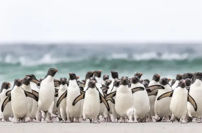 Framed Print : Rockhopper penguin (Eudyptes chrysocome), subspecies southern rockhopper penguin