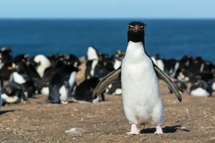 Framed Print : A rockhopper penguin, Eudyptes chrysocome, looking at the camera. Pebble Island, Falkland Islands