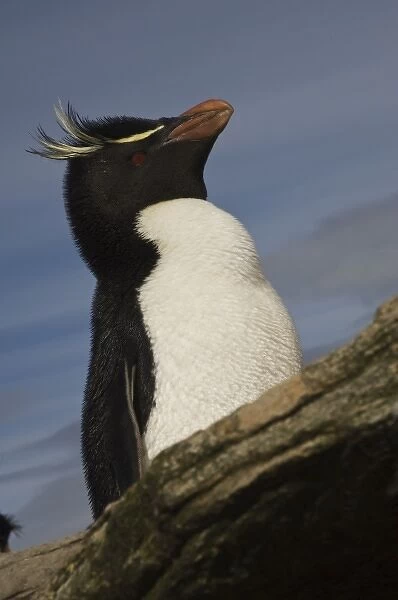 Rockhopper Penguin (Eudyptes chrysocome chrysocome), Keppel Island, off north coast