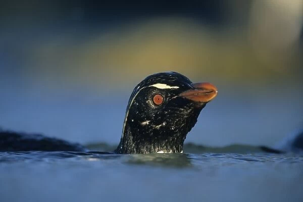 Rockhopper Penguin (Eudyptes chrysocome) Bathing, Falkland Islands