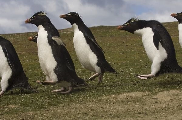 Rockhopper Penguin highway (Eudyptes chrysocome chrysocome) Pebble Island