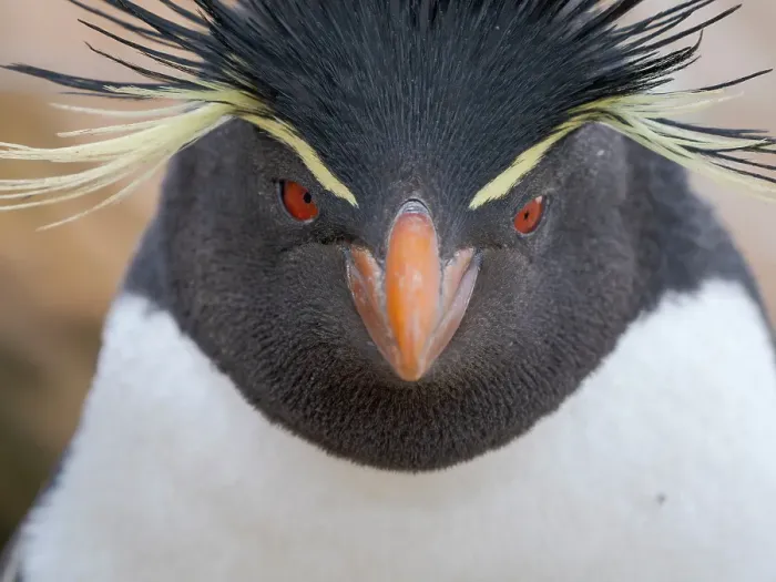 Framed Print : Rockhopper penguin during spring on Saunders Island, Falkland Islands Framed Print : Rockhopper penguin during spring on Saunders Island, Falkland Islands