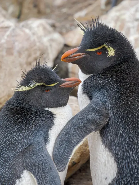 Framed Print : Rockhopper penguin during spring on Saunders Island, Falkland Islands