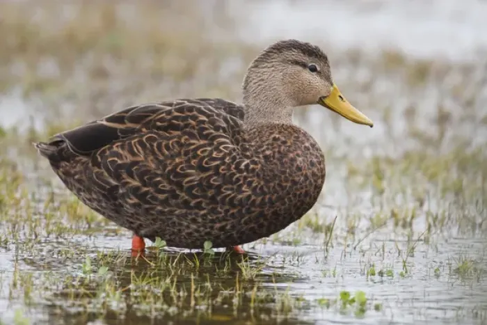 Framed Print : Rockport, Refugio Co. Texas, USA, , Mottled Duck (Anas fulvigula) male feeding in