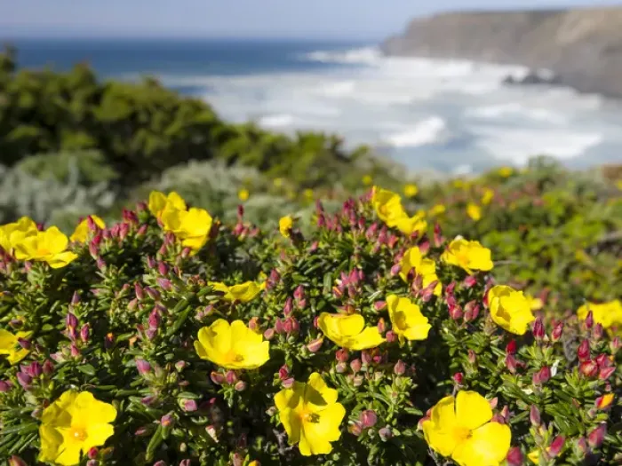 Framed Print : Rockrose or false sun-rose or halimium (Cistus, Halimium calycinum) at the Costa Vicentina