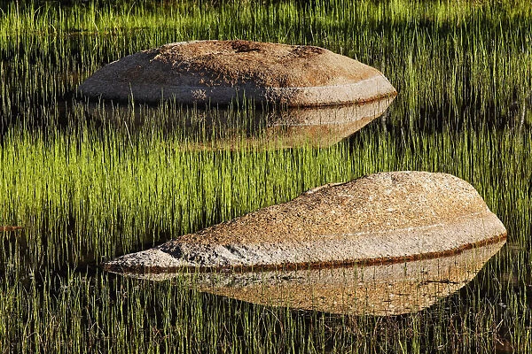 Rocks and grass at first light, Tuolumne Meadows, Yosemite National Park, California
