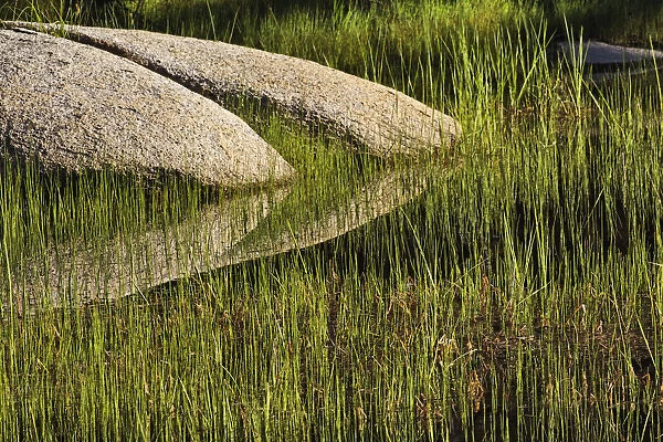 Rocks and grass at first light, Tuolumne Meadows, Yosemite National Park, California