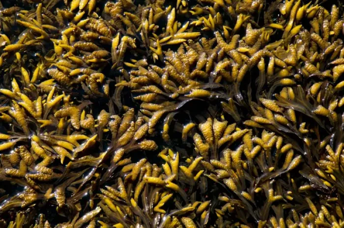 Framed Print : Rockweed, Fucus gardneri, Vancouver Island, British Columbia Framed Print : Rockweed, Fucus gardneri, Vancouver Island, British Columbia