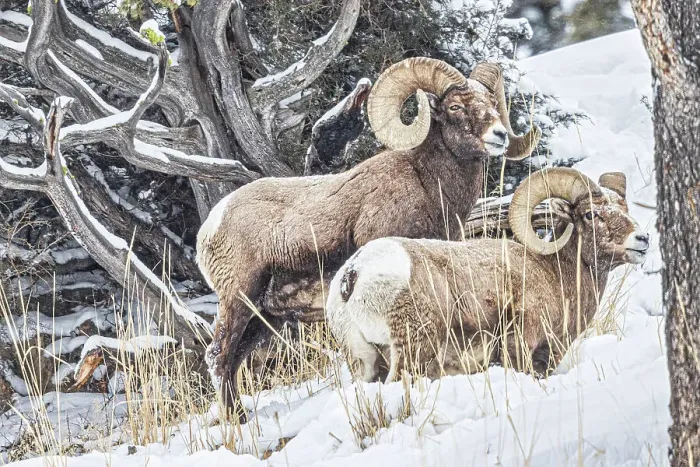 Framed Print : Rocky Mountain Big Horn Sheep in the Lamar Valley of Yellowstone National Park Framed Print : Rocky Mountain Big Horn Sheep in the Lamar Valley of Yellowstone National Park