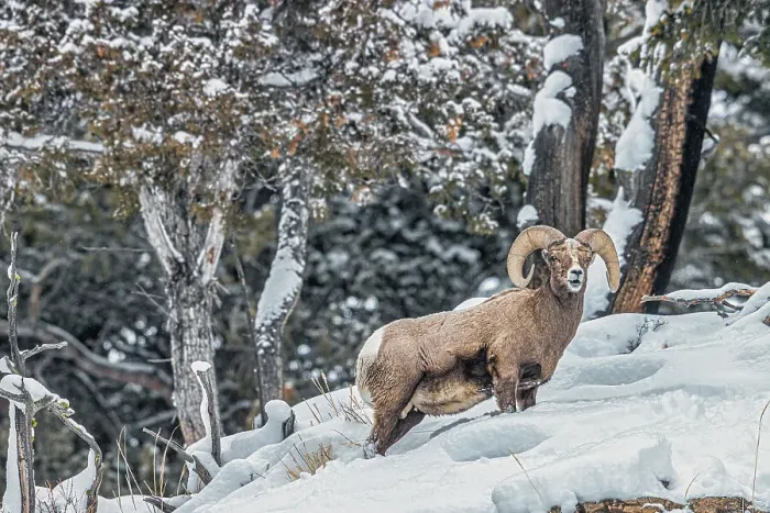 Framed Print : Rocky Mountain Big Horn Sheep in the Lamar Valley of Yellowstone National Park