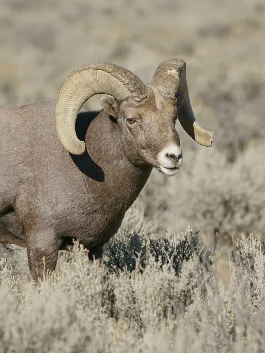 Framed Print : Rocky Mountain bighorn ram in rut. Rio Grande Gorge, New Mexico, USA