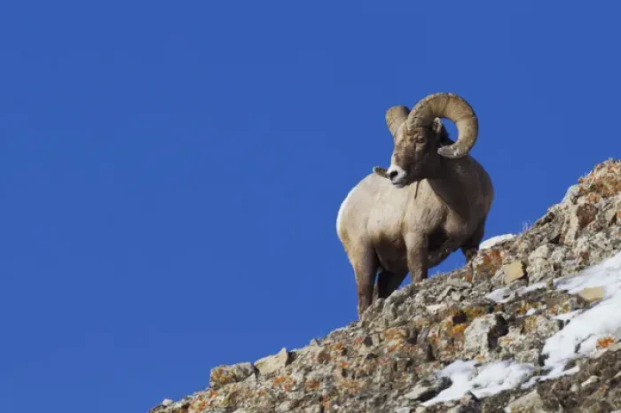 Framed Print : Rocky Mountain Bighorn Sheep Framed Print : Rocky Mountain Bighorn Sheep