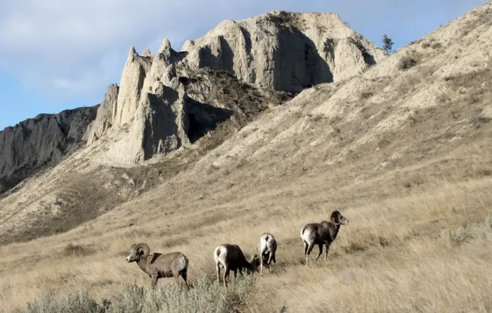 Framed Print : Rocky Mountain bighorn sheep grazing in grasslands. Mature rams