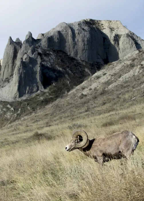 Framed Print : Rocky Mountain bighorn sheep grazing in grasslands. Mature rams Framed Print : Rocky Mountain bighorn sheep grazing in grasslands. Mature rams