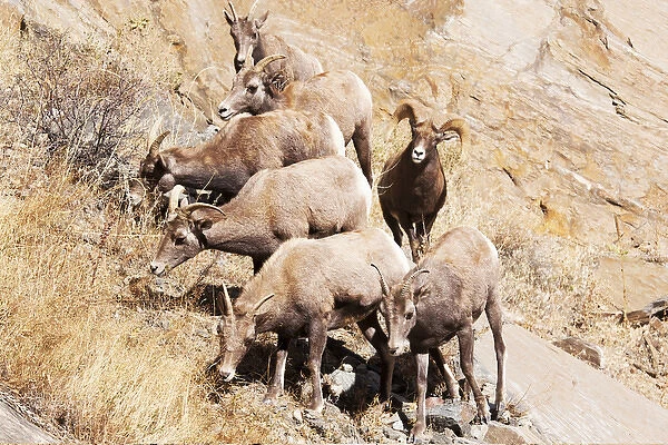 Rocky mountain Bighorn sheep herd