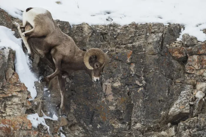 Framed Print : Rocky Mountain bighorn sheep, navigating winter cliff side Framed Print : Rocky Mountain bighorn sheep, navigating winter cliff side