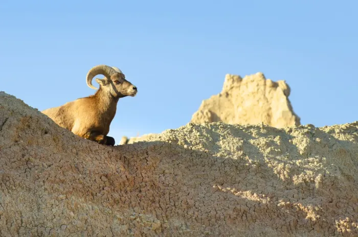 Framed Print : Rocky Mountain Bighorn Sheep (Ovis canadensis). Badlands National Park, South Dakota