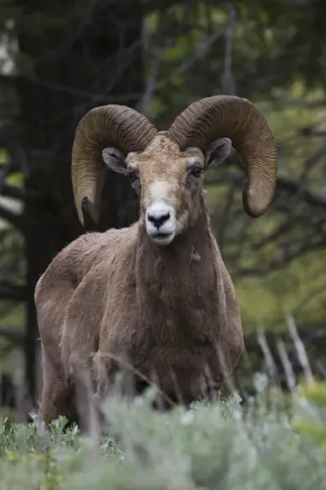 Framed Print : Rocky Mountain Bighorn Sheep Ram Framed Print : Rocky Mountain Bighorn Sheep Ram