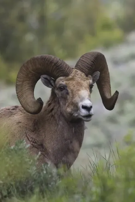 Framed Print : Rocky Mountain Bighorn Sheep Ram Framed Print : Rocky Mountain Bighorn Sheep Ram