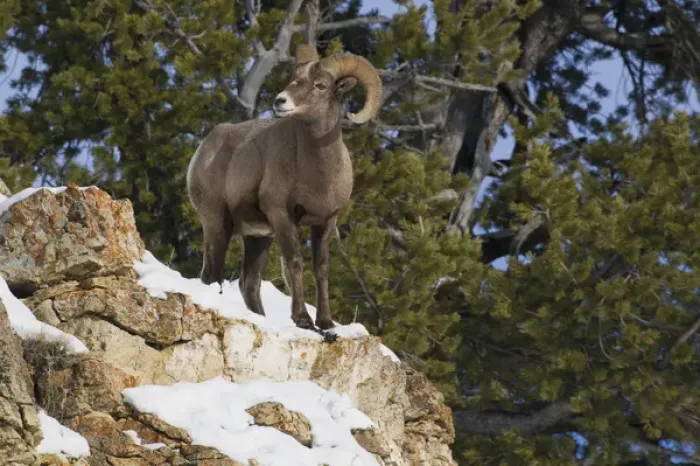 Framed Print : Rocky Mountain Bighorn Sheep Ram Framed Print : Rocky Mountain Bighorn Sheep Ram