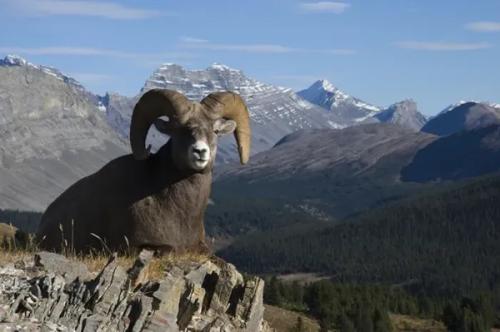 Framed Print : Rocky Mountain Bighorn Sheep Ram; Canadian Rockies Framed Print : Rocky Mountain Bighorn Sheep Ram; Canadian Rockies