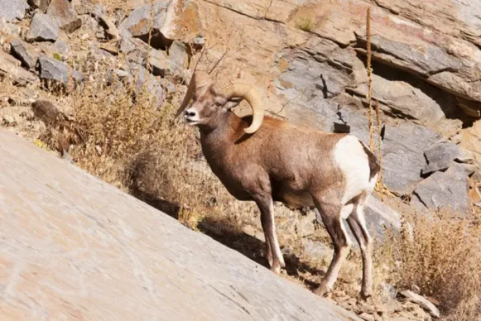 Framed Print : Rocky mountain Bighorn sheep, one ram, horn Framed Print : Rocky mountain Bighorn sheep, one ram, horn