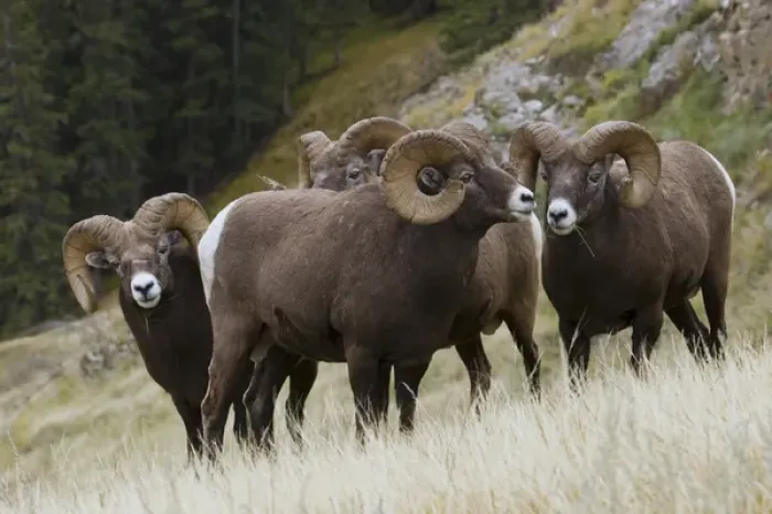 Framed Print : Rocky Mountain Bighorn Sheep Rams