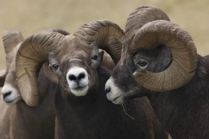 Framed Print : Rocky Mountain Bighorn Sheep Rams Framed Print : Rocky Mountain Bighorn Sheep Rams