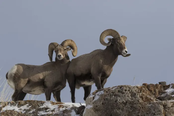 Framed Print : Rocky Mountain bighorn sheep rams Framed Print : Rocky Mountain bighorn sheep rams