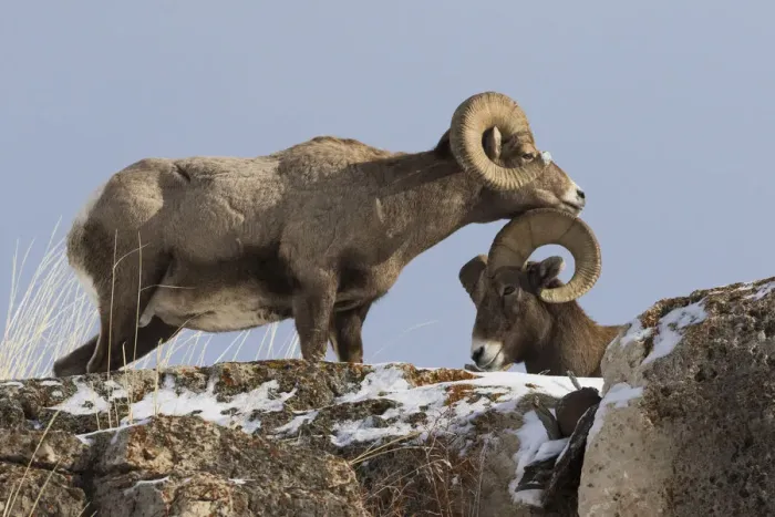 Framed Print : Rocky Mountain bighorn sheep rams head Framed Print : Rocky Mountain bighorn sheep rams head