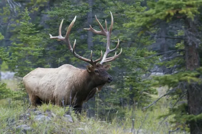 Framed Print : Rocky Mountain Bull Elk