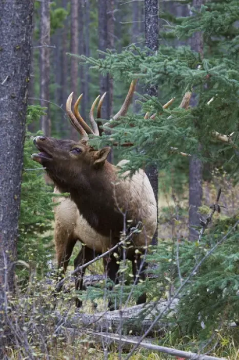 Framed Print : Rocky Mountain Bull Elk Framed Print : Rocky Mountain Bull Elk