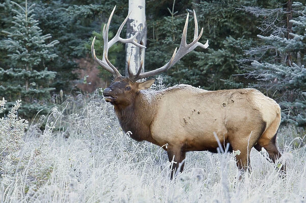 Rocky Mountain Bull Elk