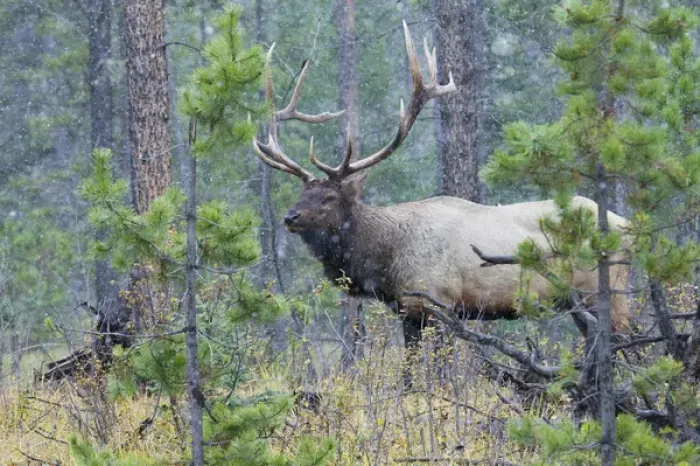 Framed Print : Rocky Mountain Bull Elk Framed Print : Rocky Mountain Bull Elk